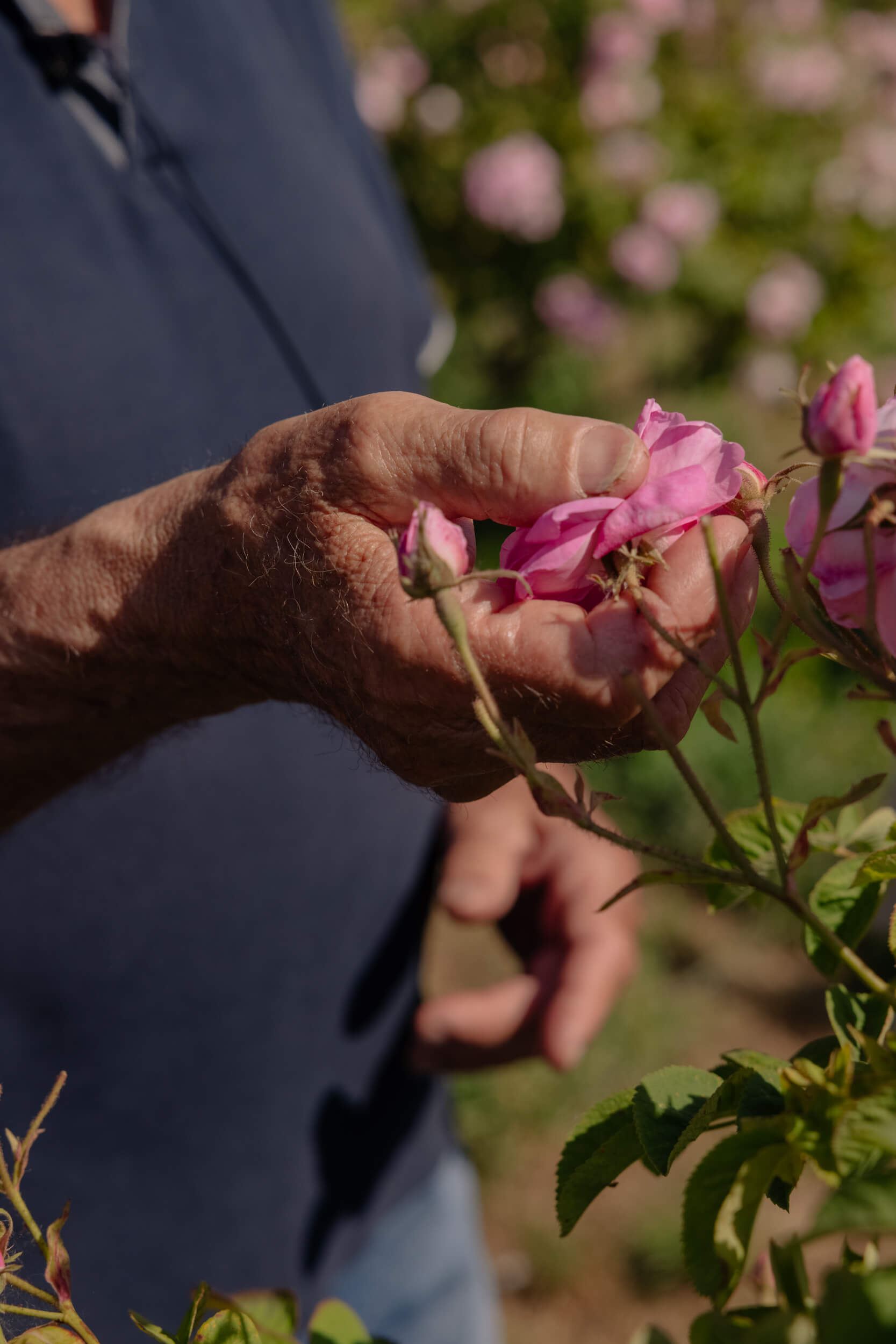 The May Rose: A Travel Journal with Chanel – The Italian Rêve