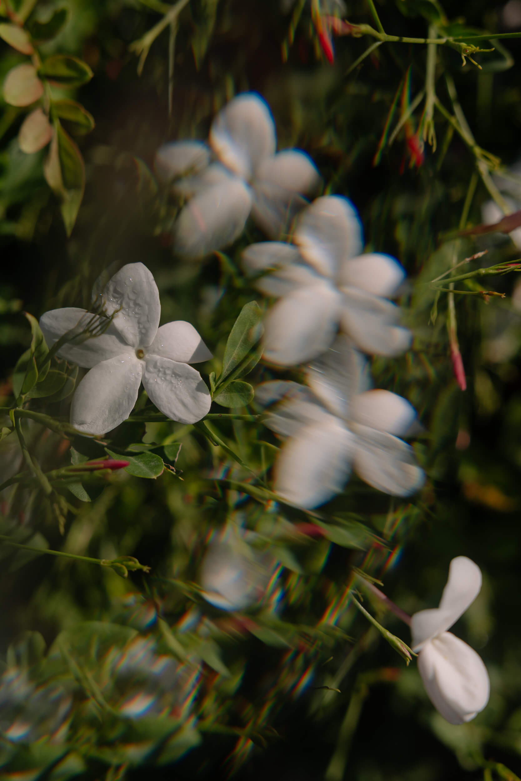 Jasmine tales