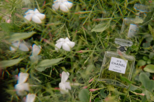 THE JASMIN TALES: Il ricordo che è presente