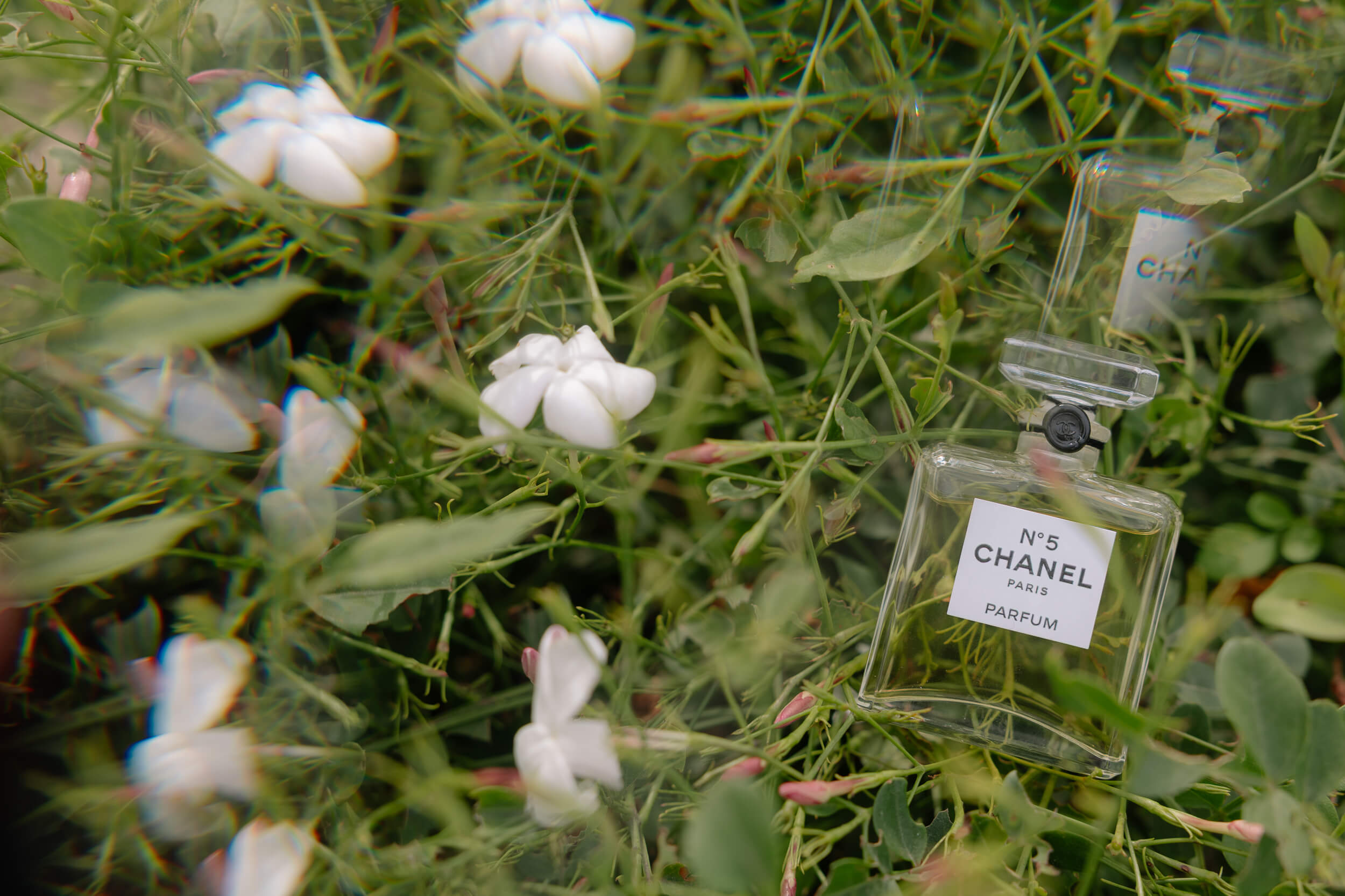 jasmine tales