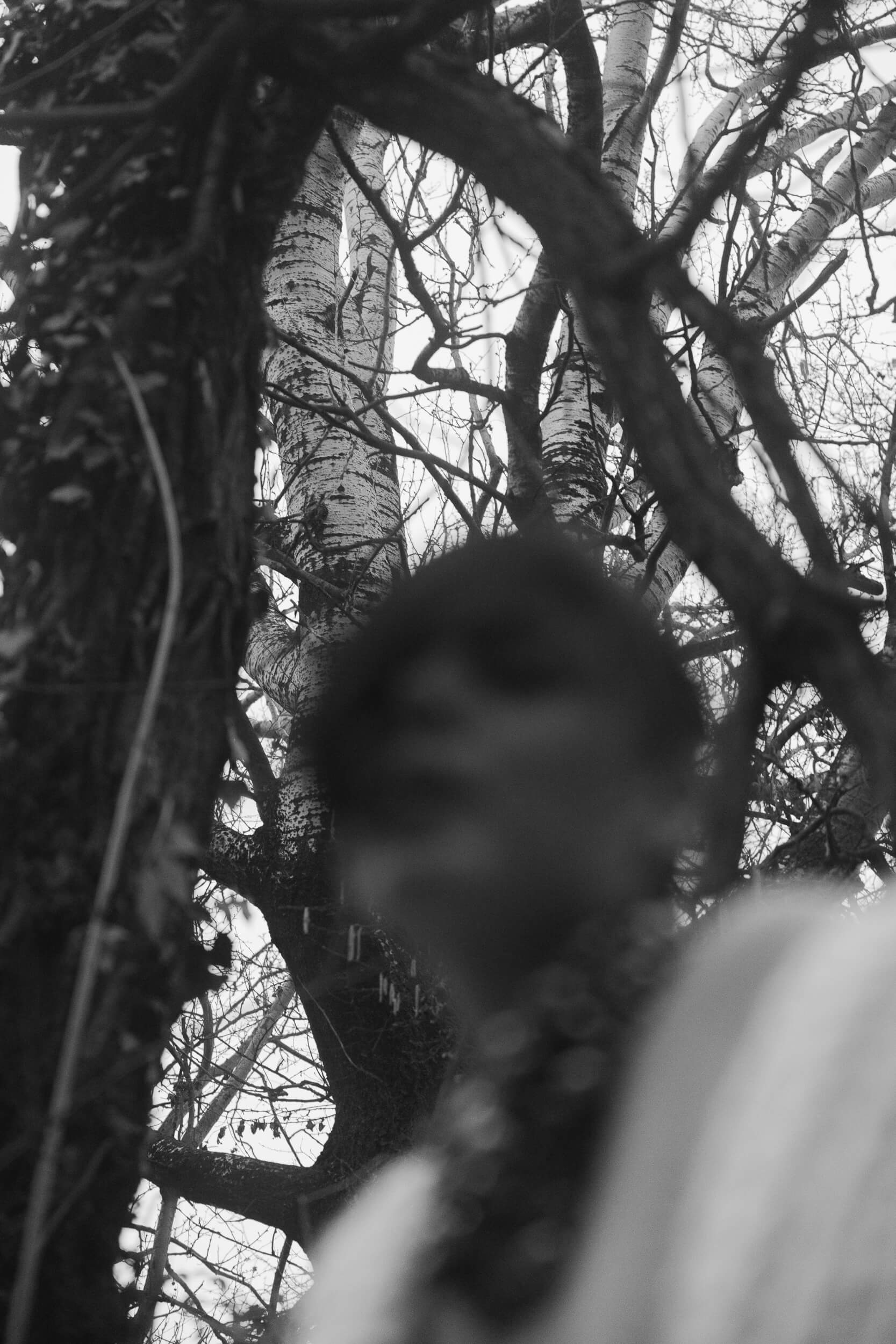 claudia tranchese intervista